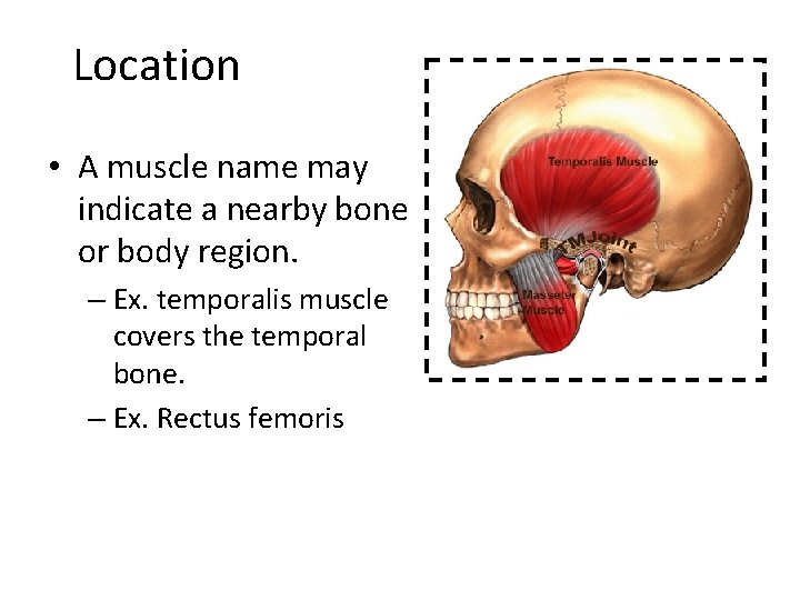 Location • A muscle name may indicate a nearby bone or body region. –