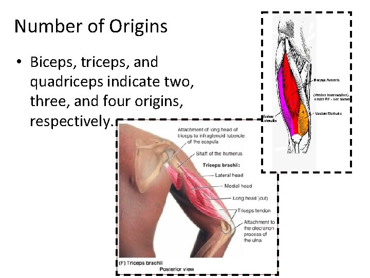 Number of Origins • Biceps, triceps, and quadriceps indicate two, three, and four origins,