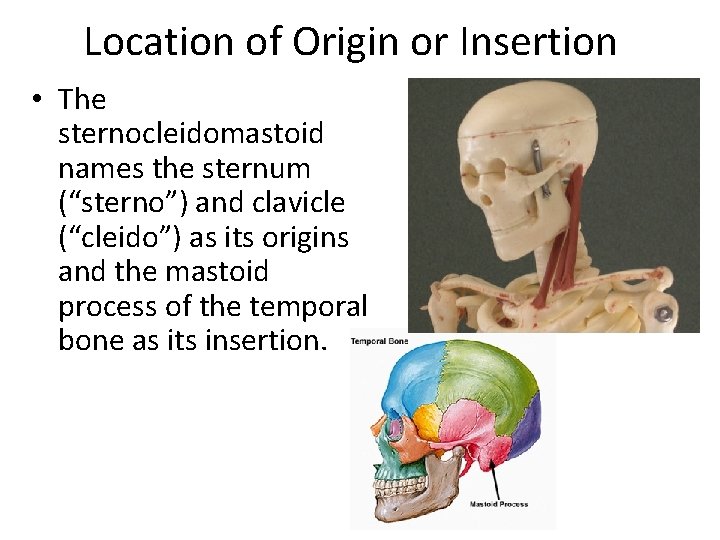 Location of Origin or Insertion • The sternocleidomastoid names the sternum (“sterno”) and clavicle