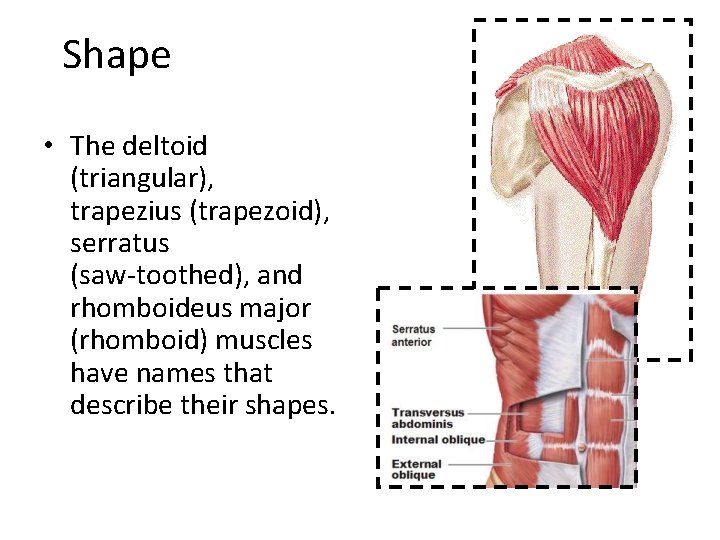 Shape • The deltoid (triangular), trapezius (trapezoid), serratus (saw‐toothed), and rhomboideus major (rhomboid) muscles