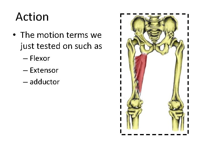 Action • The motion terms we just tested on such as – Flexor –