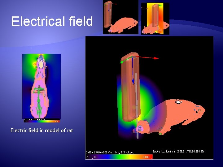 Electrical field Electric field in model of rat 