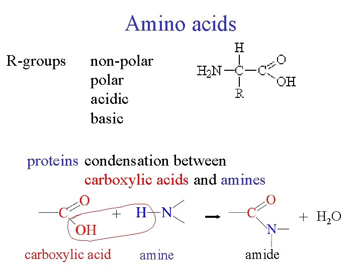 Amino acids R-groups non-polar acidic basic proteins condensation between carboxylic acids and amines +