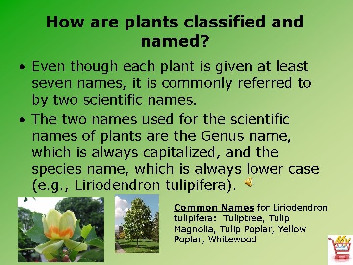 How are plants classified and named? • Even though each plant is given at