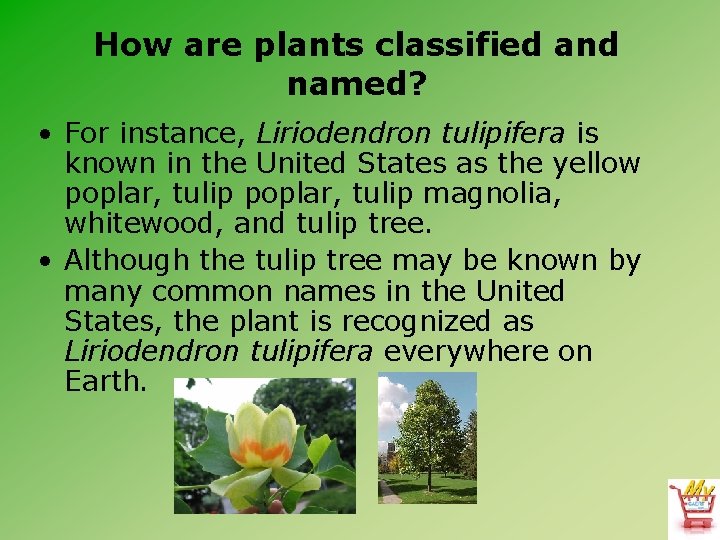 How are plants classified and named? • For instance, Liriodendron tulipifera is known in