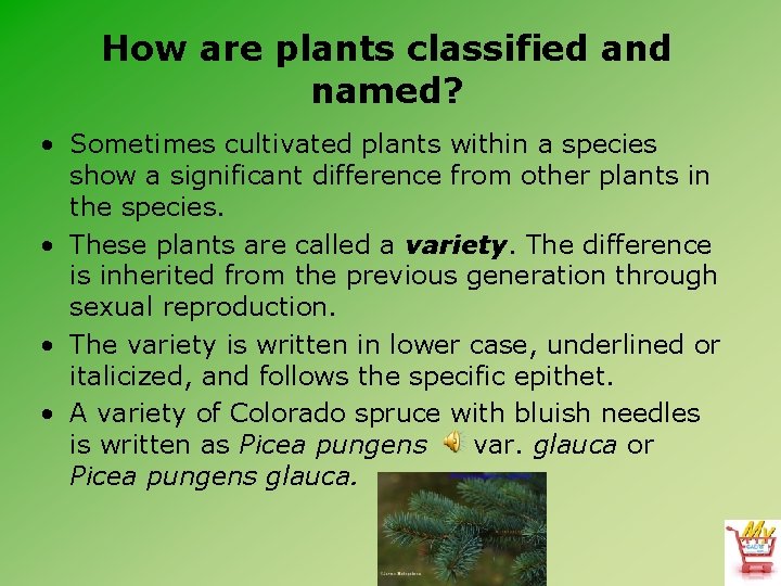 How are plants classified and named? • Sometimes cultivated plants within a species show