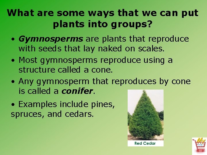 What are some ways that we can put plants into groups? • Gymnosperms are