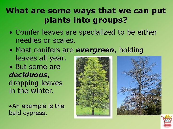 What are some ways that we can put plants into groups? • Conifer leaves