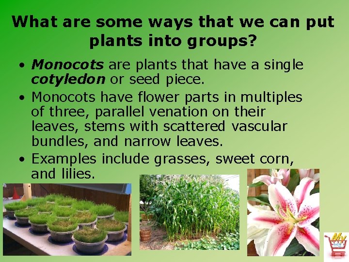 What are some ways that we can put plants into groups? • Monocots are