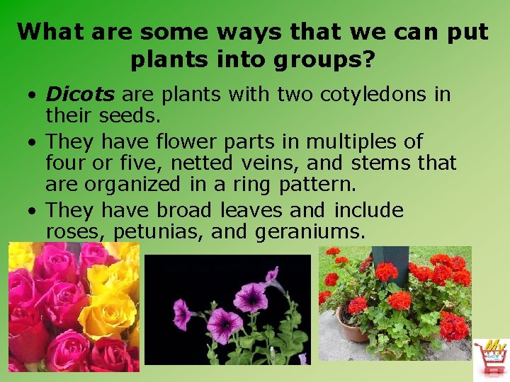 What are some ways that we can put plants into groups? • Dicots are