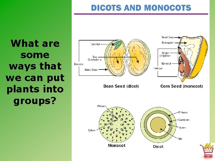 What are some ways that we can put plants into groups? 