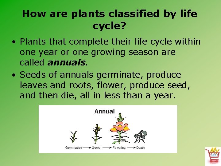 How are plants classified by life cycle? • Plants that complete their life cycle