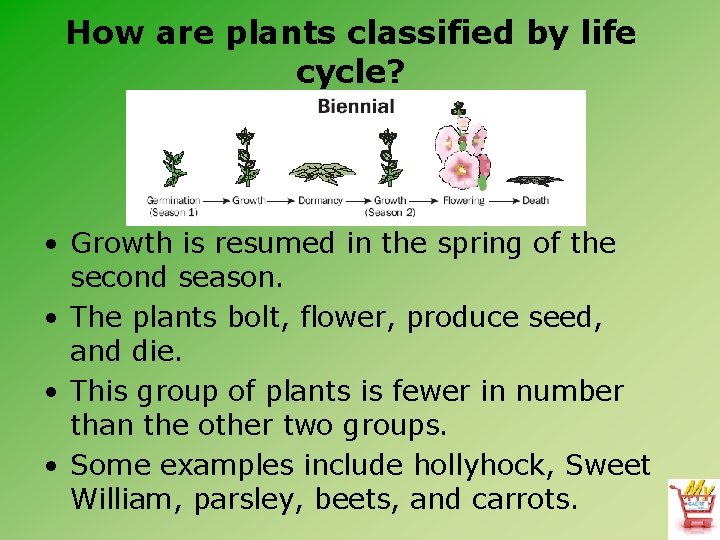 How are plants classified by life cycle? • Growth is resumed in the spring