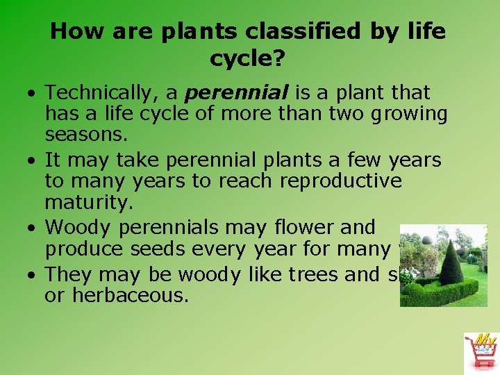 How are plants classified by life cycle? • Technically, a perennial is a plant
