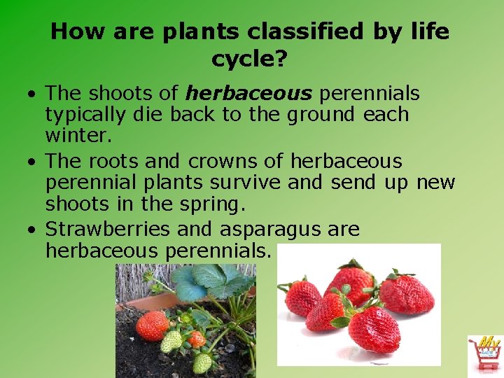 How are plants classified by life cycle? • The shoots of herbaceous perennials typically