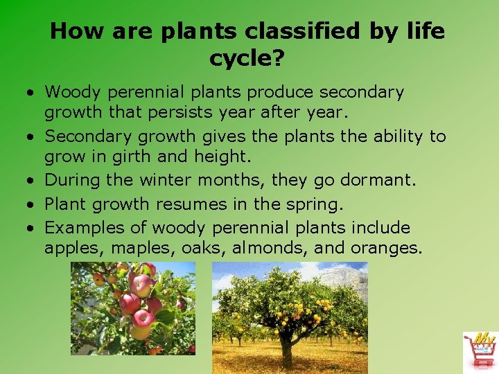 How are plants classified by life cycle? • Woody perennial plants produce secondary growth