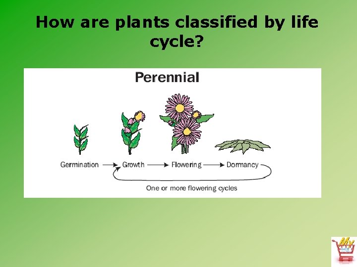 How are plants classified by life cycle? 