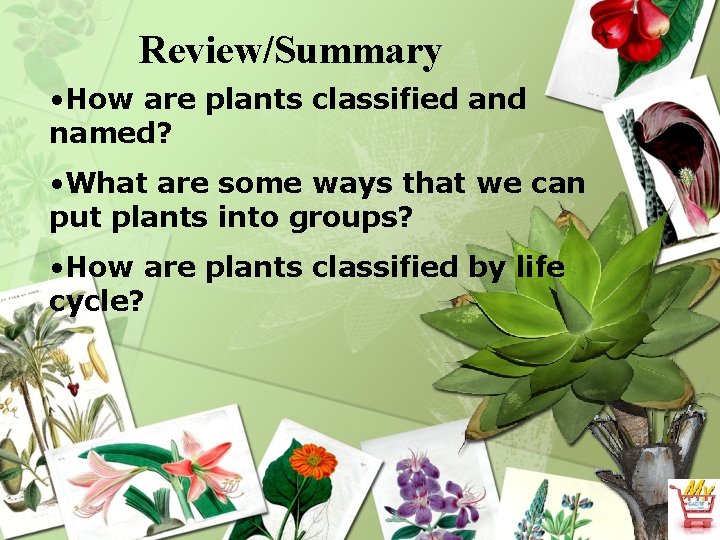 Review/Summary • How are plants classified and named? • What are some ways that