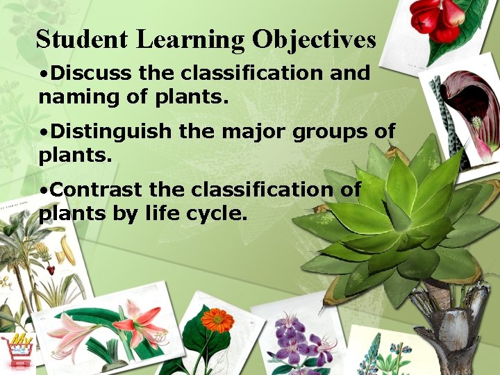 Student Learning Objectives • Discuss the classification and naming of plants. • Distinguish the