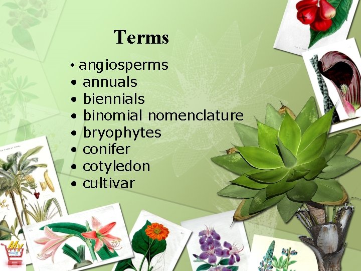 Terms • angiosperms • annuals • biennials • binomial nomenclature • bryophytes • conifer