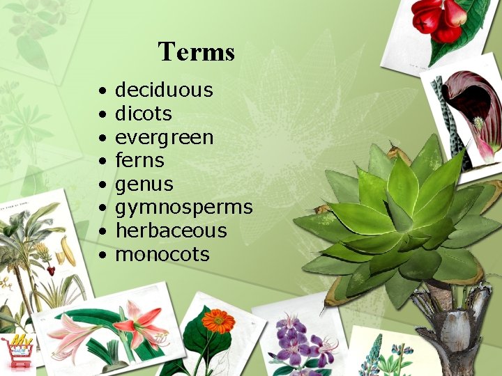 Terms • • deciduous dicots evergreen ferns genus gymnosperms herbaceous monocots 