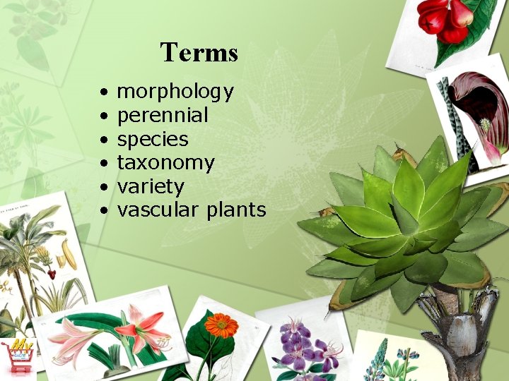 Terms • • • morphology perennial species taxonomy variety vascular plants 