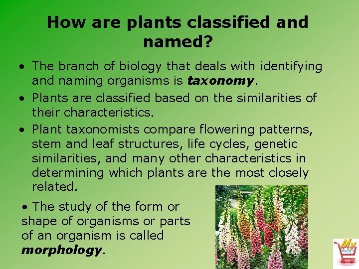 How are plants classified and named? • The branch of biology that deals with
