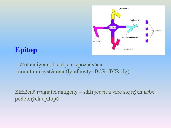 Epitop = část antigenu, která je rozpoznávána imunitním systémem (lymfocyty- BCR, TCR; Ig) Zkříženě