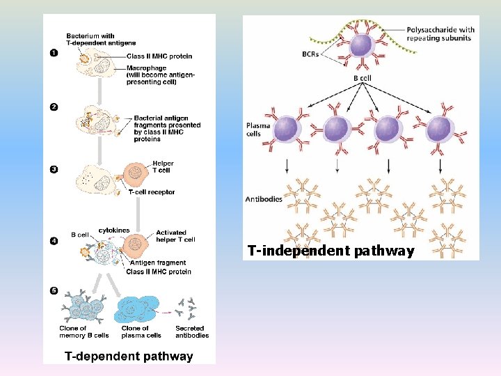 T-independent pathway 