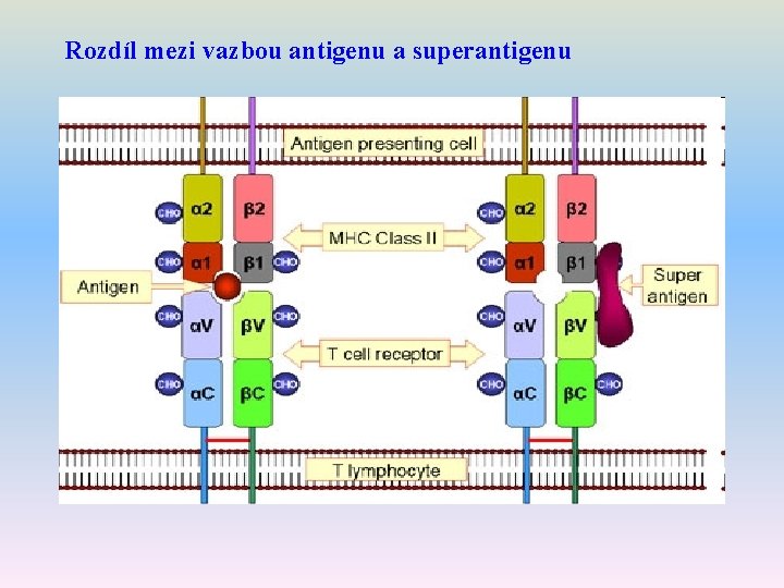 Rozdíl mezi vazbou antigenu a superantigenu 