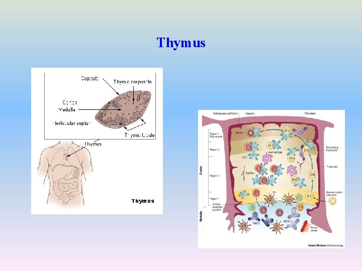 Thymus 