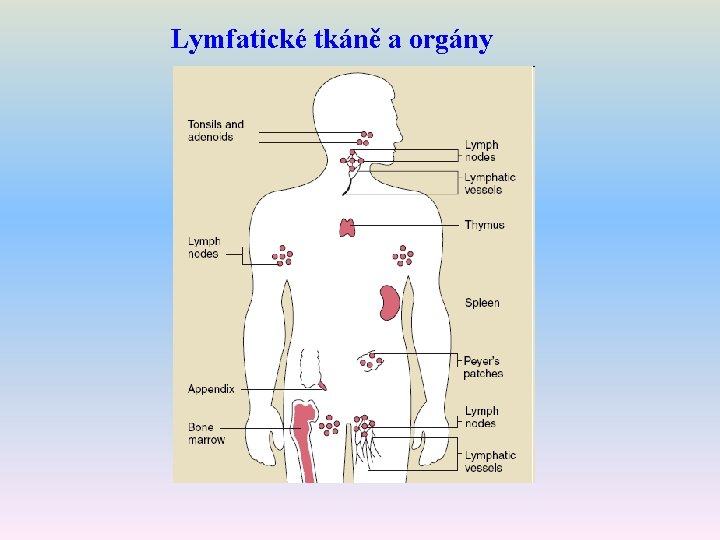 Lymfatické tkáně a orgány 