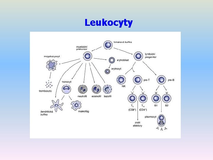 Leukocyty 