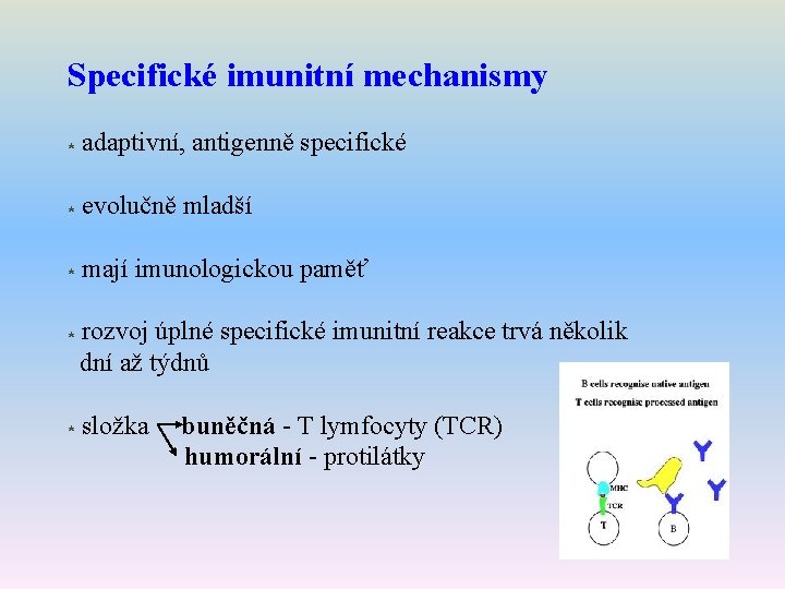 Specifické imunitní mechanismy * adaptivní, antigenně specifické * evolučně mladší * mají imunologickou paměť