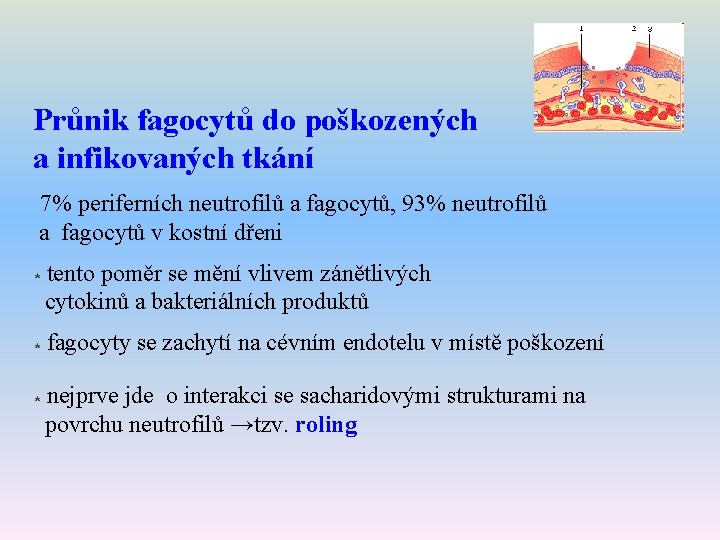 Průnik fagocytů do poškozených a infikovaných tkání 7% periferních neutrofilů a fagocytů, 93% neutrofilů