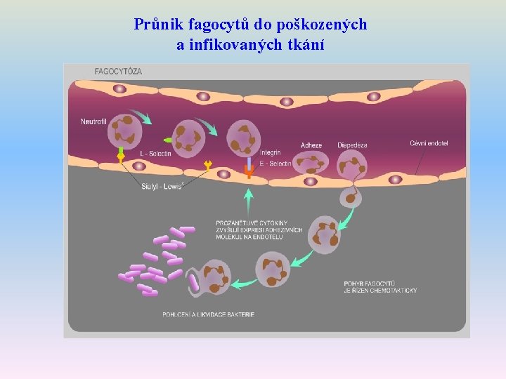 Průnik fagocytů do poškozených a infikovaných tkání 