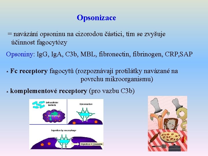 Opsonizace = navázání opsoninu na cizorodou částici, tím se zvyšuje účinnost fagocytózy Opsoniny: Ig.