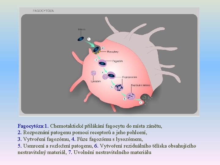 Fagocytóza: 1. Chemotaktické přilákání fagocytu do místa zánětu, 2. Rozpoznání patogenu pomocí receptorů a