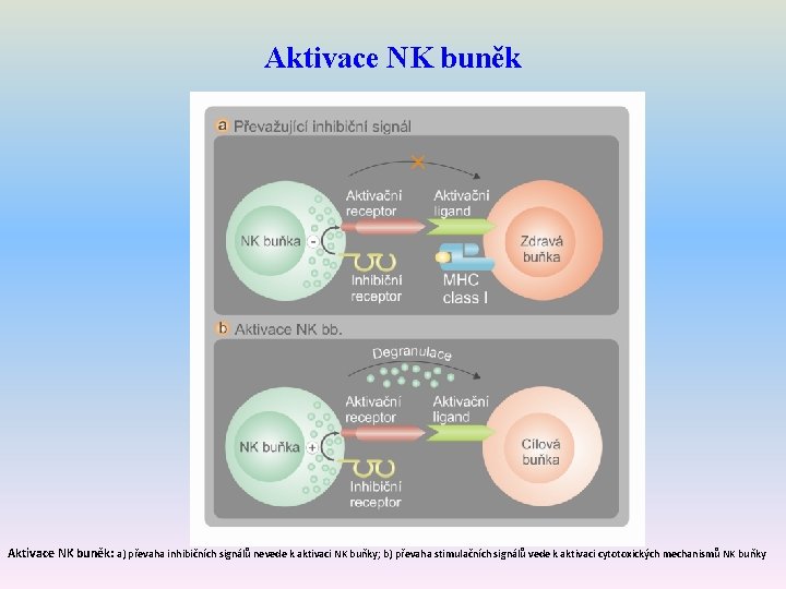 Aktivace NK buněk: a) převaha inhibičních signálů nevede k aktivaci NK buňky; b) převaha