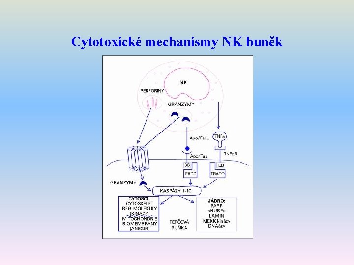 Cytotoxické mechanismy NK buněk 