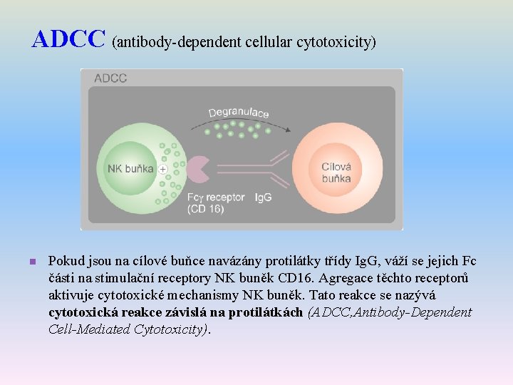 ADCC (antibody-dependent cellular cytotoxicity) n Pokud jsou na cílové buňce navázány protilátky třídy Ig.