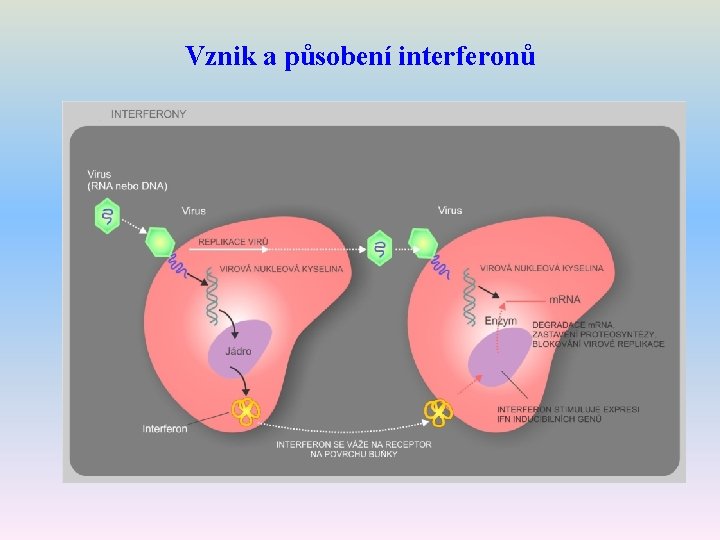 Vznik a působení interferonů 