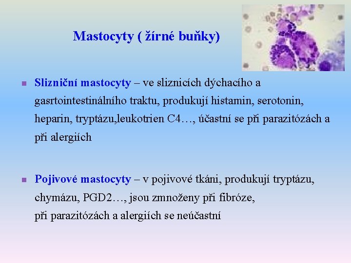 Mastocyty ( žírné buňky) n Slizniční mastocyty – ve sliznicích dýchacího a gasrtointestinálního traktu,