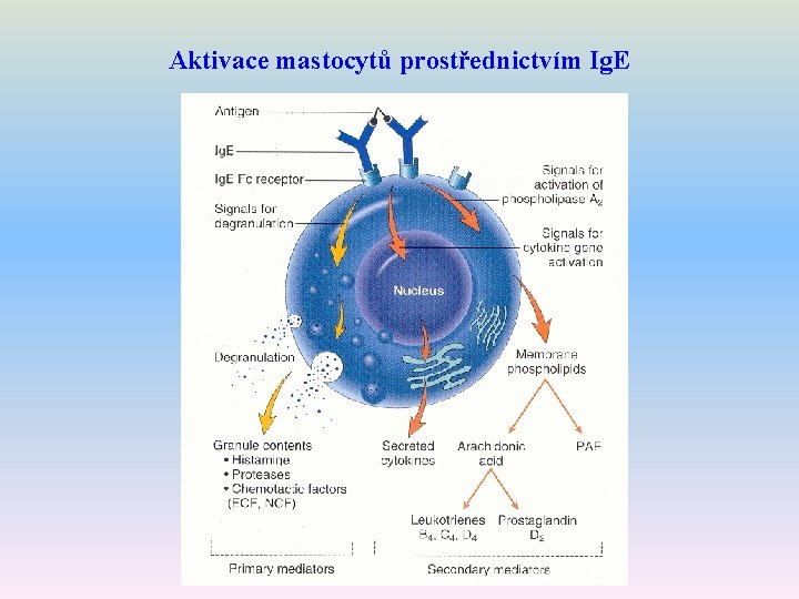 Aktivace mastocytů prostřednictvím Ig. E 