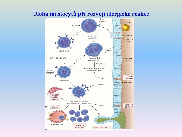 Úloha mastocytů při rozvoji alergické reakce 