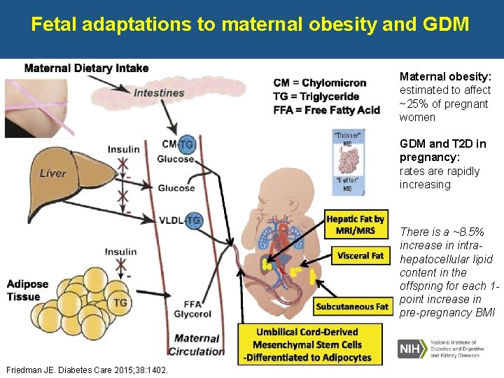 Consequences of maternal overfeeding on fetal liver and