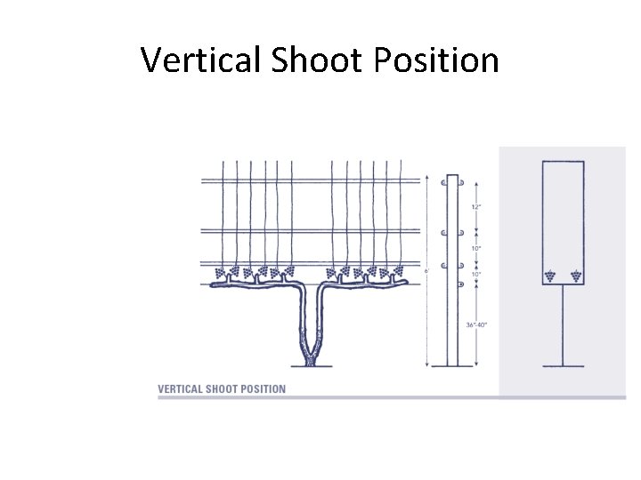 Vertical Shoot Position 