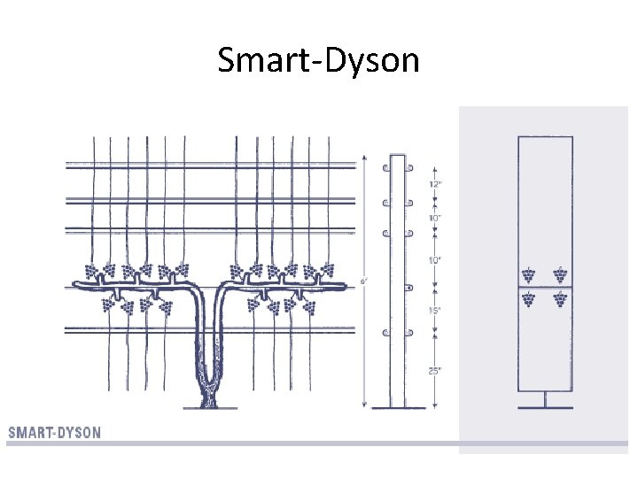 Smart-Dyson 