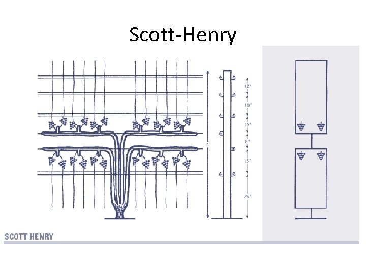Scott-Henry 