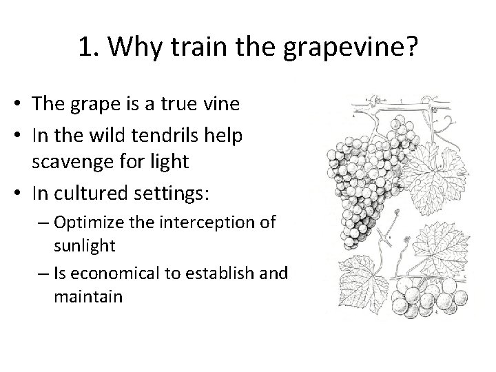 1. Why train the grapevine? • The grape is a true vine • In